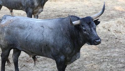 El séptimo encierro de San Fermín 2024, con toros de Escolar, en directo