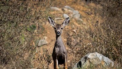 Shooters in helicopters will not gun down Catalina's mule deer population after all