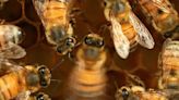 Insólita forma de comunicación compleja descubierta en abejas