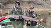 'What a trek': Wisconsin sturgeon travels record-setting distance down Mississippi River