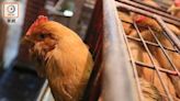 英國爆高致病性H5N1 食安中心令停進口禽類產品