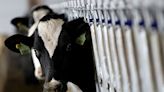美發現第二起乳牛感染禽流感再傳人病例