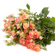 English roses are known for their lush, full blooms, often with a strong fragrance.