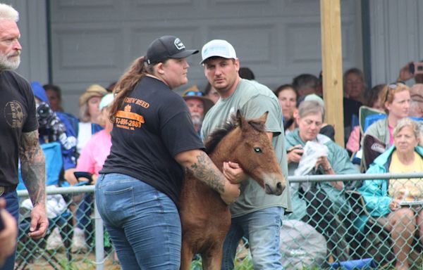 Chincoteague Pony Auction 2024 sets two huge new records. Find out all about it.