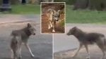 Crying wolf in NYC! Central Park’s ‘giant’ coyote is actually part wolf, experts say