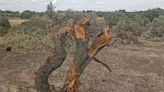 Un juez suspende cautelarmente las obras en el bosque Montegancedo de Pozuelo de Alarcón