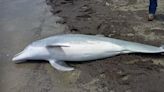 Dolphin Found Shot Dead On Louisiana Beach With 'Multiple Bullets' In Body