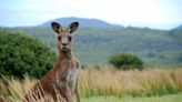 Scientists Have Identified Australia’s Most Frightening Predator