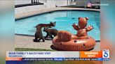 Watch: Mama bear takes a swim in California resident's pool