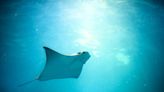 Huge Stingray Jumps Out of the Water Next to Ship and Delights Onlookers