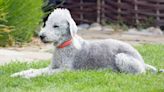 Razas de perros: características y necesidades del bedlington terrier