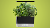 I tried the AeroGarden and my meals have never tasted better — fresh herbs!