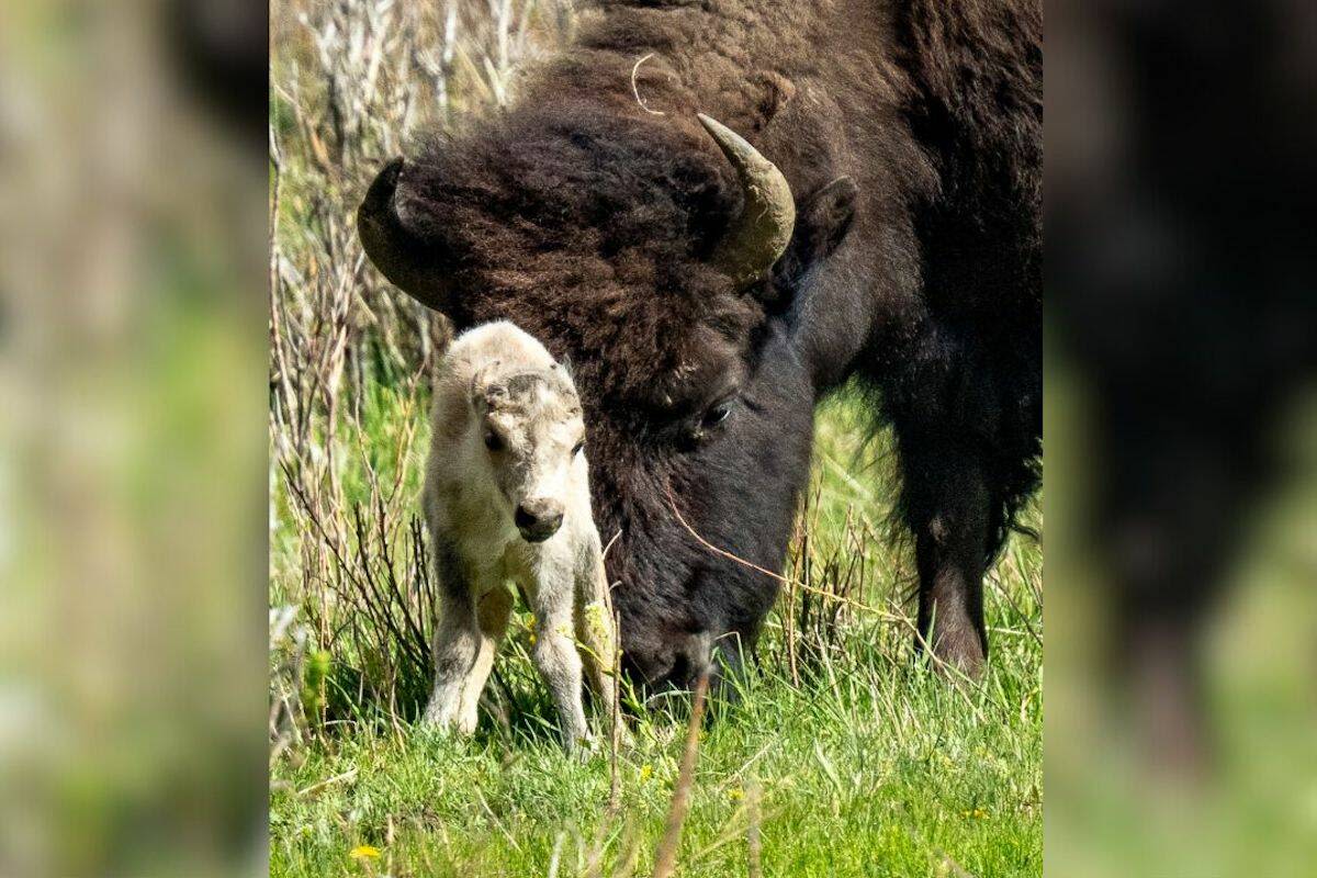 Yellowstone visitors hope to catch a glimpse of rare white buffalo