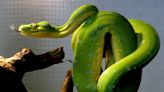 Study shows how snakes got an evolutionary leg up on the competition