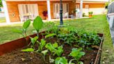 Is it illegal to have a front yard vegetable garden?