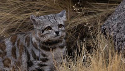 Volvieron a fotografiar al “Fantasma de los Andes”, el felino silvestre más amenazado de América | Sociedad