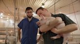 PBS documentary features Iowa inventors whose tech prevents sows from crushing piglets