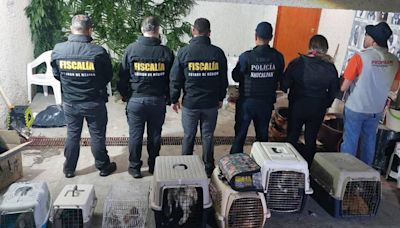 Los salvan ‘del diablo’: Rescatan animales en Naucalpan que serían sacrificados en rituales