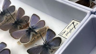 Un experimento sustituirá a una mariposa extinta en San Francisco con su pariente cercana