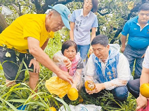 台中梨災損慘重 農業部啟動救助 - 地方新聞