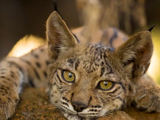 La lista de animales y vegetales amenazados sumó 1.000 nuevas especies que dependen de los esfuerzos de conservación