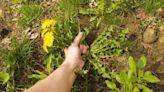 Napa County Master Gardeners: Weeds, weeds and more weeds