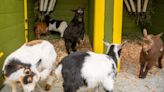 Tacoma's Point Defiance Zoo welcomes seven new goat kids