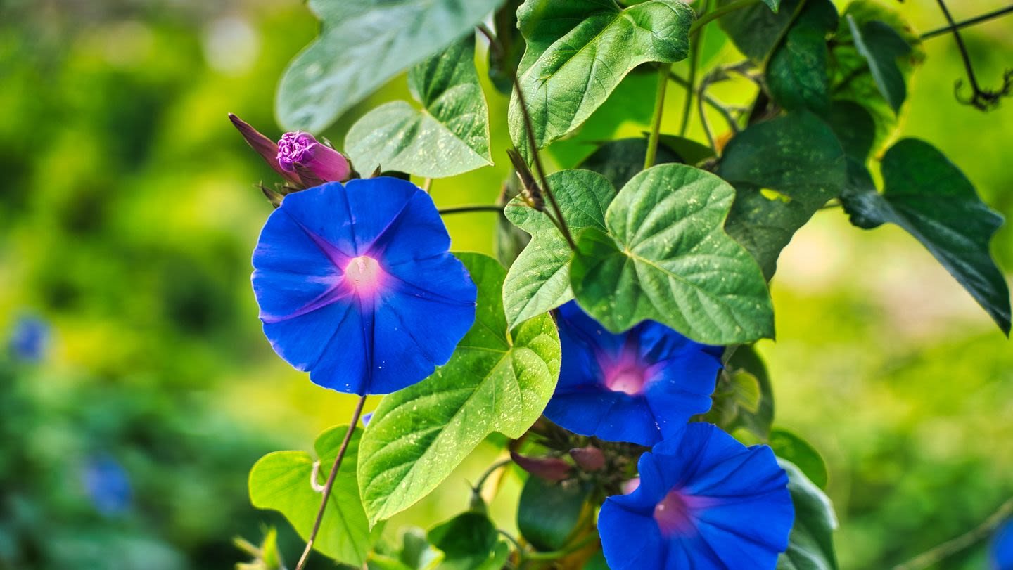 Want to Spend More Time in Your Garden? Here Are 10 Night-Blooming Flowers to Plant ASAP