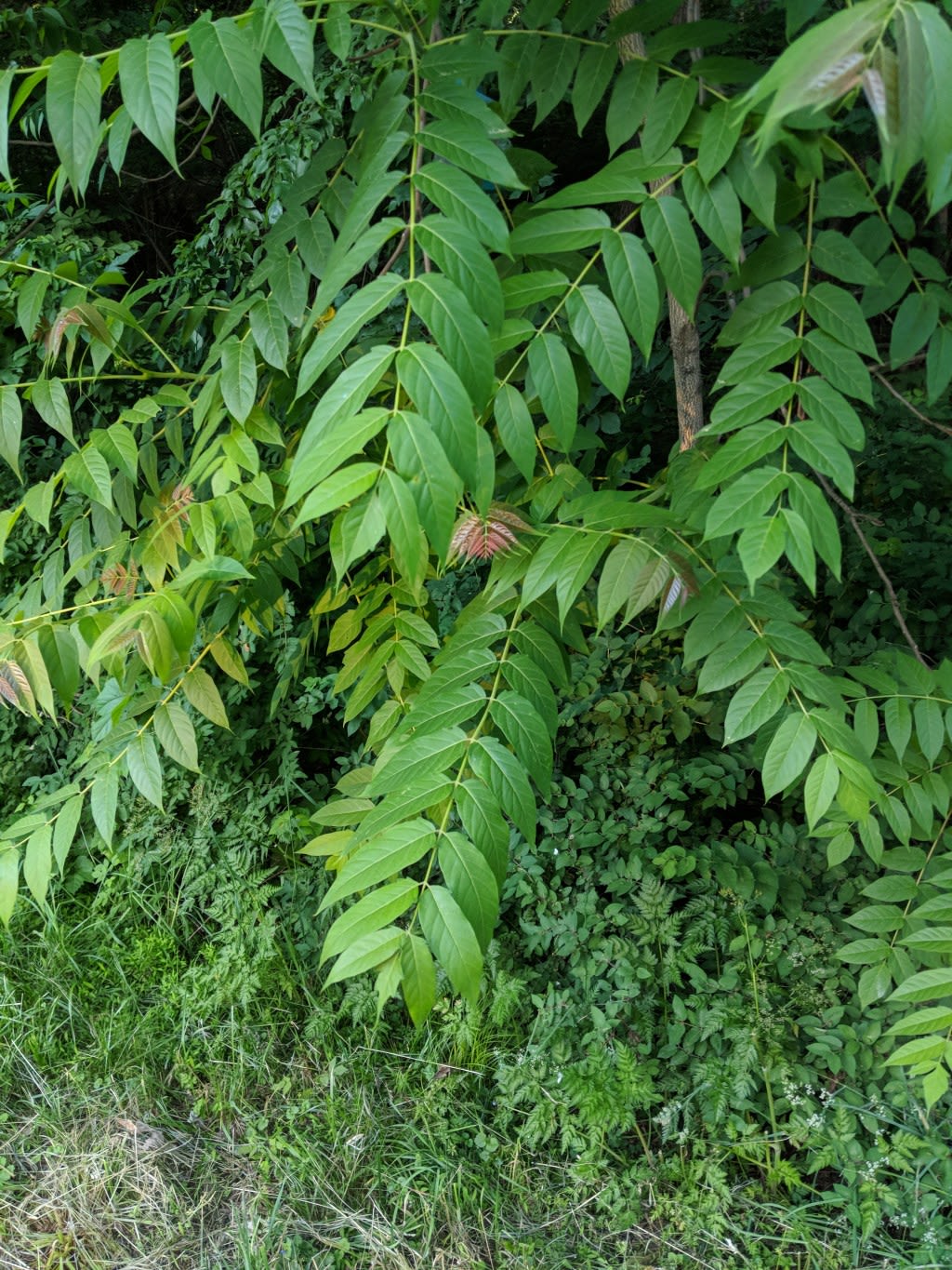 Invasive plants hurt the CT ecosystem in many ways. See why we need to get rid of them.