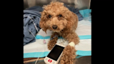 ‘Has a long recovery’: small poodle abused by owner saved by NYPD officers