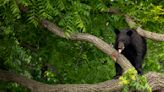 Young black bear wanders Washington D.C. neighborhood, sparking a frenzy before being captured