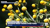 HomeGrown: Invasive weed takes over Arizona - KYMA