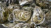 Oil and water – and oysters – don’t mix | Chucha Barber