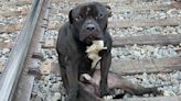 'Deserving' Dog Rescued from Philadelphia Train Tracks Gets Adopted and Finds 'Nothing But Love'
