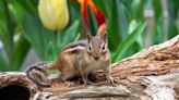 How to get rid of chipmunks safely and humanely