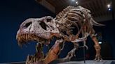 T Rex may have had brain capable of using tools and passing knowledge to kin, study claims