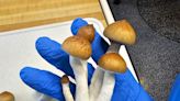 NJ looks to make magic mushrooms legal for recreational use and to treat mental health