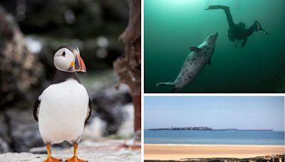 ‘Magical underwater world’ in the North East among best UK coastal diving spots