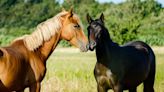 Rescued Horses' Unbreakable Trust in Each Other Tugs at the Heartstrings