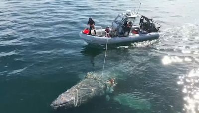 Entangled humpback whale freed after four-day rescue operation