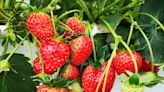 2023內湖草莓季開跑 台北有21家草莓園供選擇！
