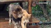 非洲獅淋雨罰站！遊客笑稱「被老婆趕出門」 壽山動物園曝光真相