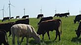 Wind power helps this Kansas cattle ranch survive