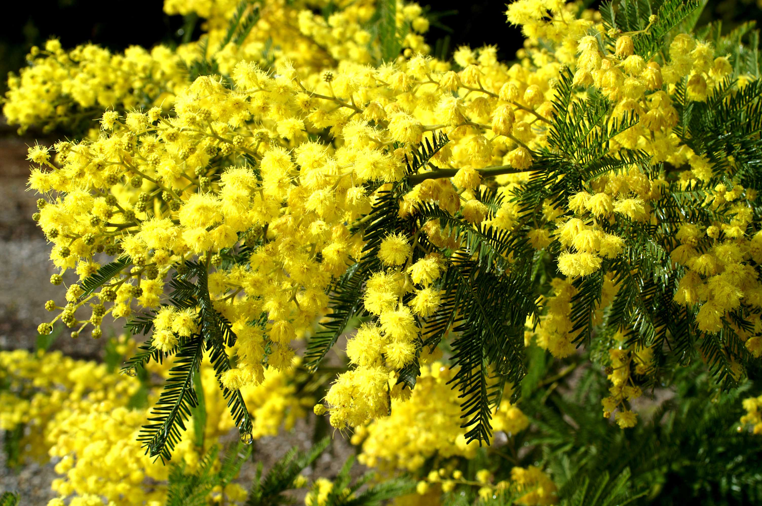 flore de mauritanie acacia tortilis acacia boormanii acacia ...