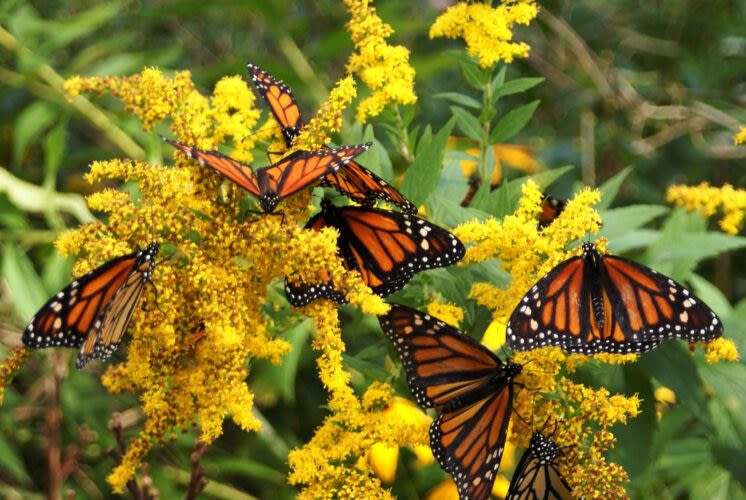 Journey to begin for marvelous Monarchs