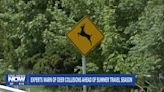 Experts Warn of Deer Collisions Ahead of Summer Travel