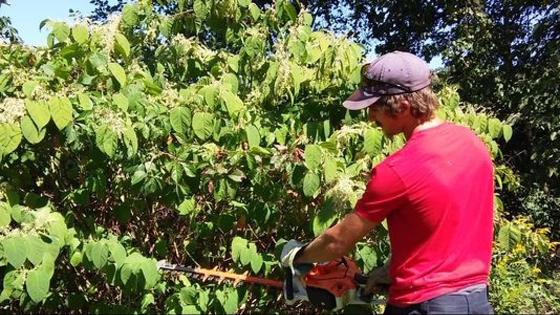 Invasive plant spreading across Michigan can harm your property, officials warn