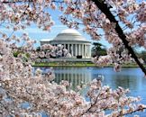 National Cherry Blossom Festival