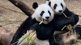 Zoo Atlanta’s giant pandas returning to China in late 2024