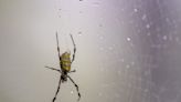 Giant Joro Spiders Could Invade New Jersey This Summer | 103.7 NNJ
